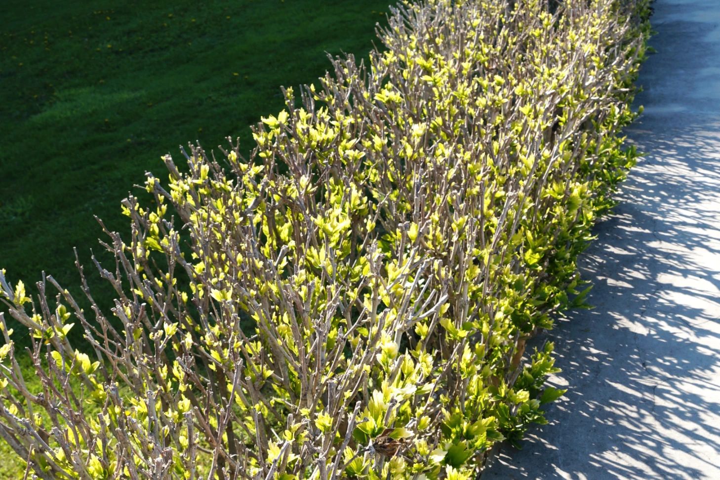 Petite haie d'arbuste taillée au printemps en Dordogne